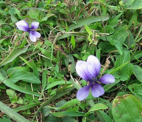 1030202獅頭山公園_菲律賓小蓳菜1.jpg