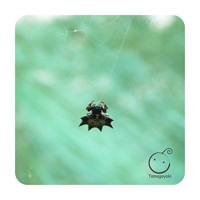 insect 02(乳頭棘蛛)