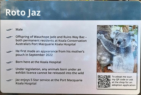 2023.08.15 澳洲 Day5 (Koala Hosp