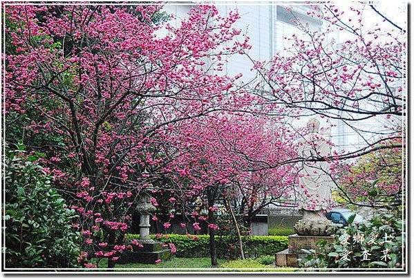 楊梅麟鳳宮-回善寺建於西元1900年-坐落於二重溪庄內-馬天