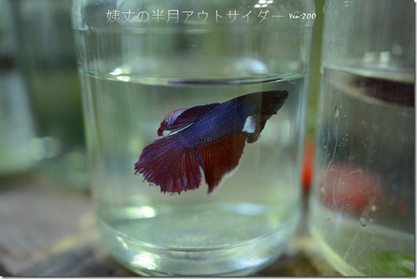 z_DSC_5074