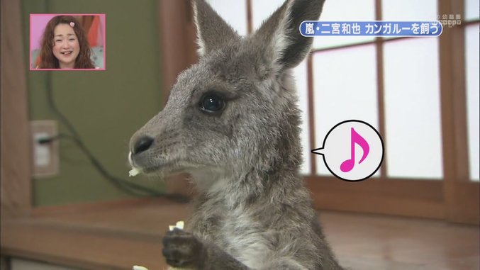 [[HDTV] 110122 天才！志村どうぶつ園（二宮和也）[18-28-08].JPG