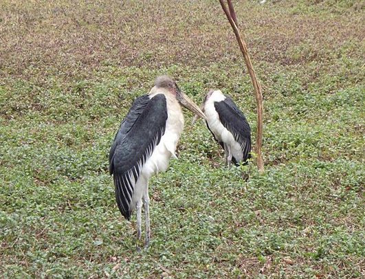 長隆野生動物園