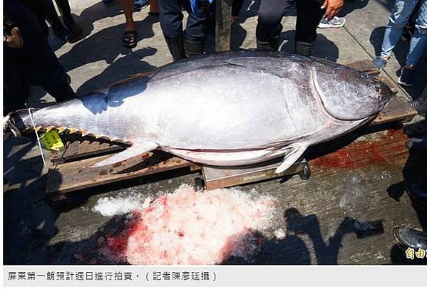 黑鮪魚季自民國九十一年舉辦第一鮪拍賣以來，至今十二年第一鮪皆