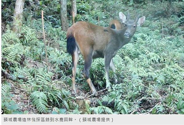 台灣野山羊/臺灣高山水鹿Formosan Sambar De