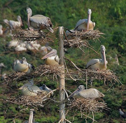 Spot-billed_Pelican_(Pelecanus_philippensis)_at_nest_with_chicks_in_Uppalpadu_W_IMG_2857.jpg