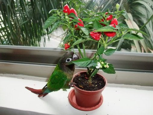 bird 026.jpg