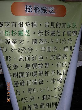 台中新社安妮公主花園+大甲鎮瀾宮