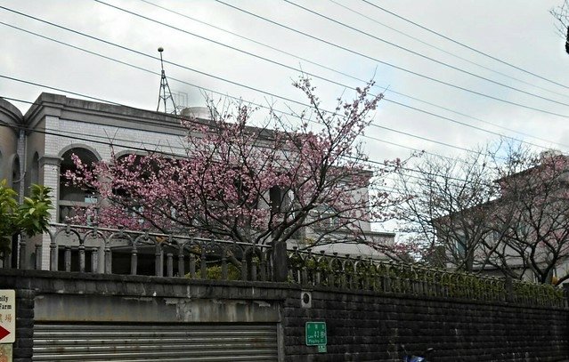 2平菁街42巷櫻花即將開放