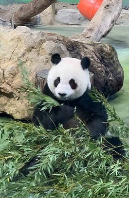 🐼台北市立木柵動物園與圓圓、圓仔近距離相遇