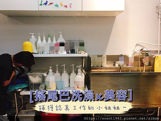 激推【爪子開箱】：高雄在地最強寵物生活館！「搖尾巴」住宿安親