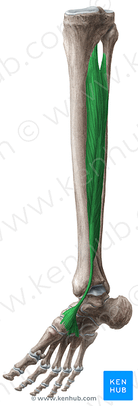 IGjlCx6yz3J4sUamObBXcA_PrCtkeoxVJ_M._tibialis_posterior_NN_2.png