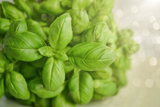 basil-3405405_1920.jpg