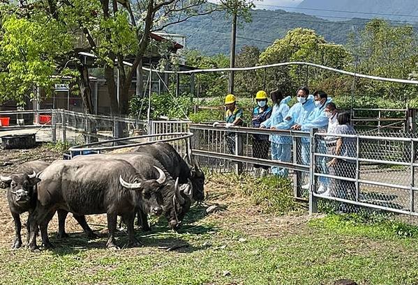 「水牛精神」水牛伯沒架子髒兮兮挖水溝 網友感動淚推/「雖敗猶