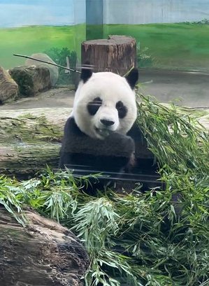 🐼台北市立木柵動物園與圓圓、圓仔近距離相遇