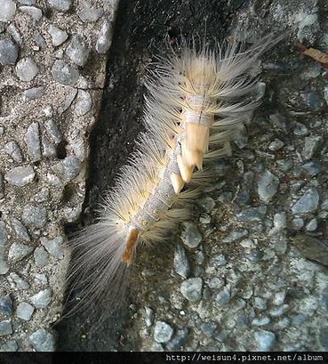 昆蟲綱_鱗翅目_毒蛾科_褐斑毒蛾-幼蟲_竹市-科學園區_20140408