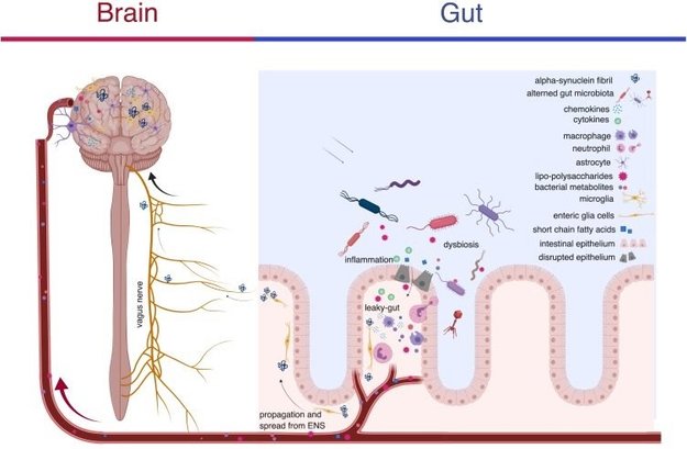 brain gut synuclein