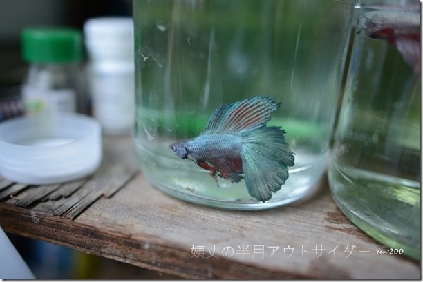 z_DSC_5027