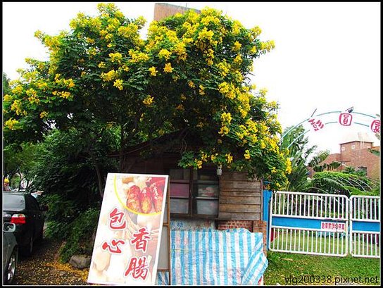 黃槐花 