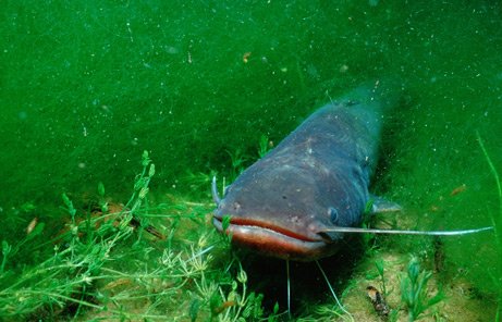 墨西哥巨型怪獸魚 :　墨西哥海灘驚現巨型「怪獸魚」　馬臉、帶狀身軀嚇壞眾人