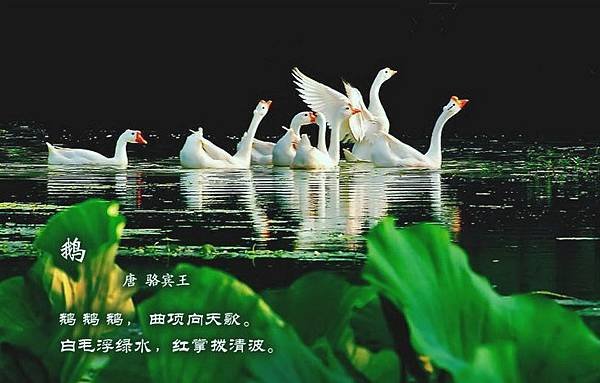 百鳥9=2658812630026314092.jpg