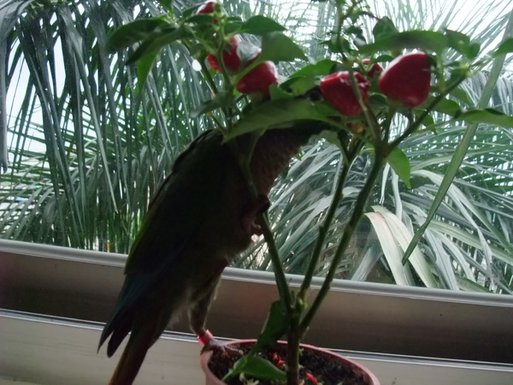bird 032.jpg