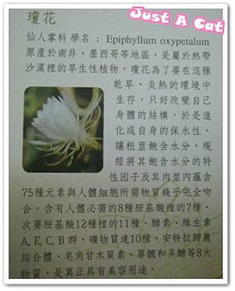 瓊花品種