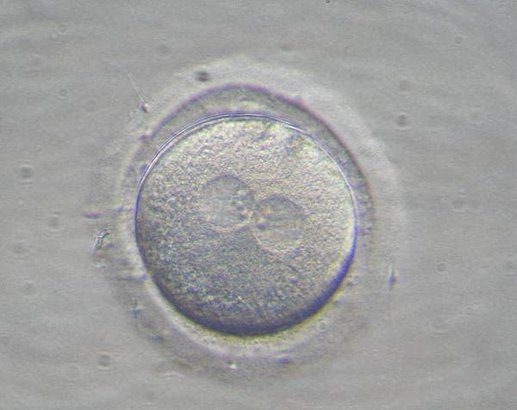 Fertilized Egg