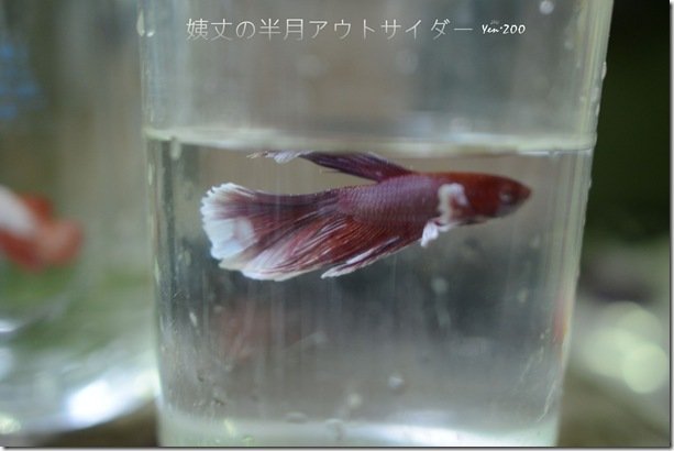 z_DSC_5055_1