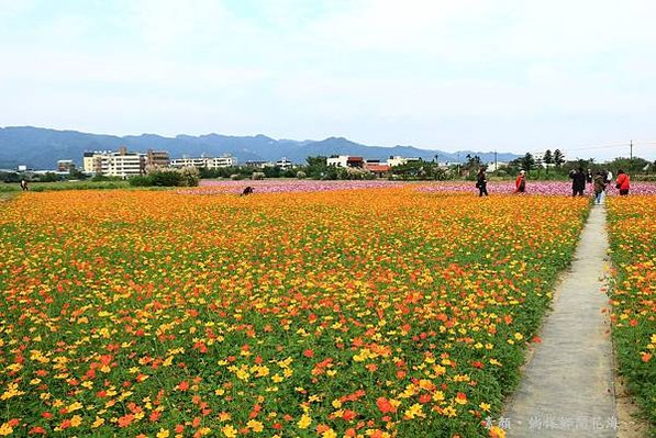 鄉間波斯菊 花海 026