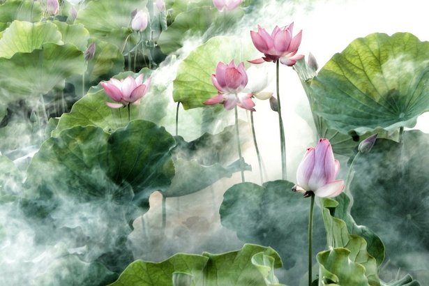 flower-2542231_1920.jpg