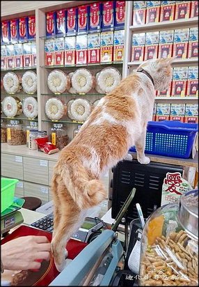 迪化街尋店貓趣_065.jpg