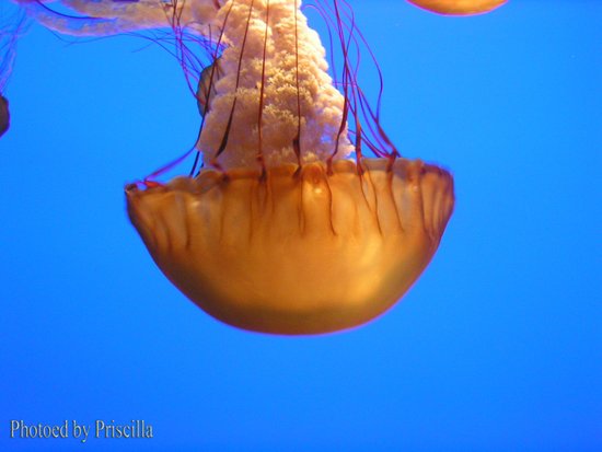 攝于蒙特瑞水族館