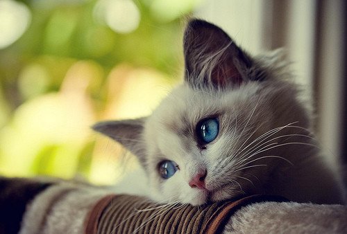 blue,eyed,kitty,cats,love,cat,photography,adorable,animal-06236f8063450bf3695d49df08fa672a_h