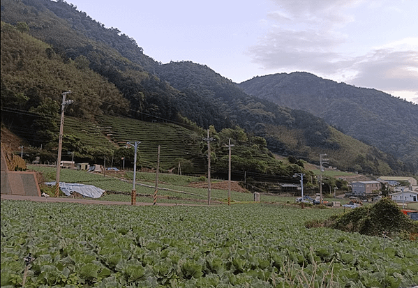 從南山鄉單一經濟作物看產業危機