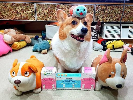【真實分享】柯基犬のCoffee Time不私藏推薦：嘎逼吃
