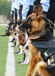 警犬訓練