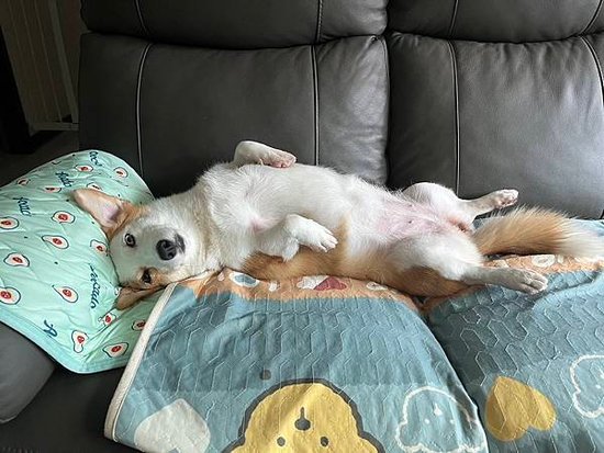 壓力不再山大_威旺WeWant犬用好心情益生菌