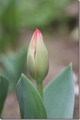 Tulip 173