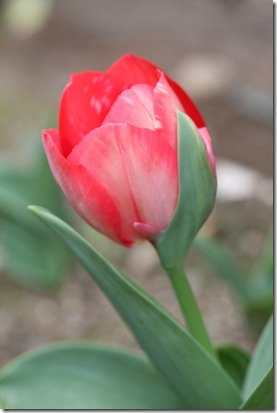 Tulip 174