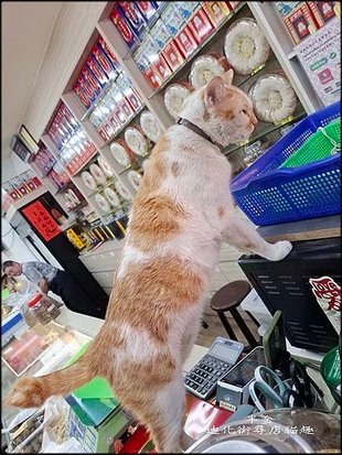 迪化街尋店貓趣_066.jpg