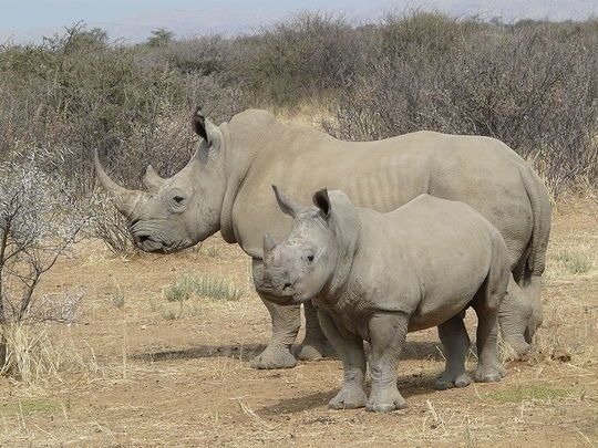 Rhinocerotidae.jpeg