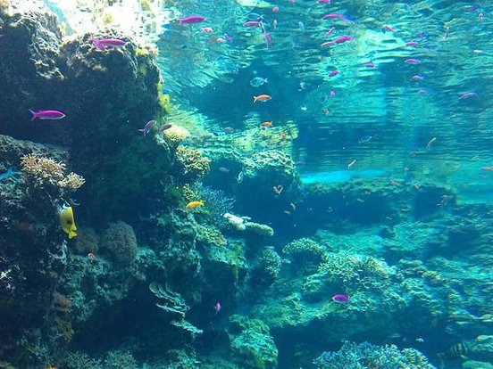 海生館 1
