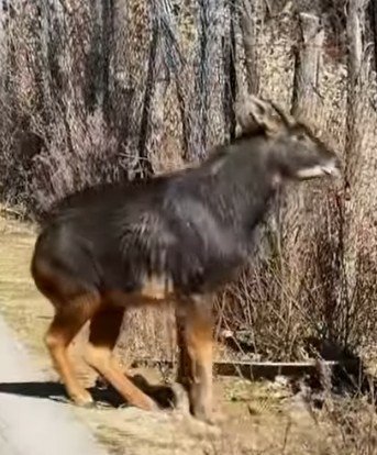 臺灣石獅,狛犬/飛獅終代替了飛虎/寺廟簷飾/孔廟+及通天柱/