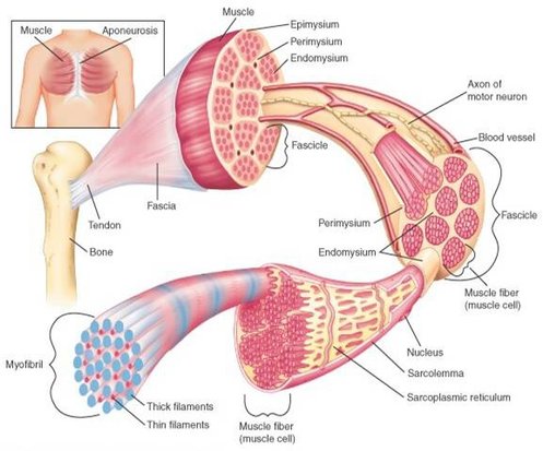 skeletal-muscle-structure