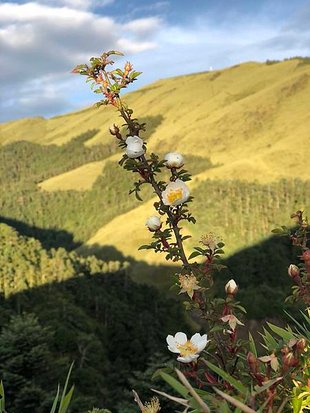 花兒特寫