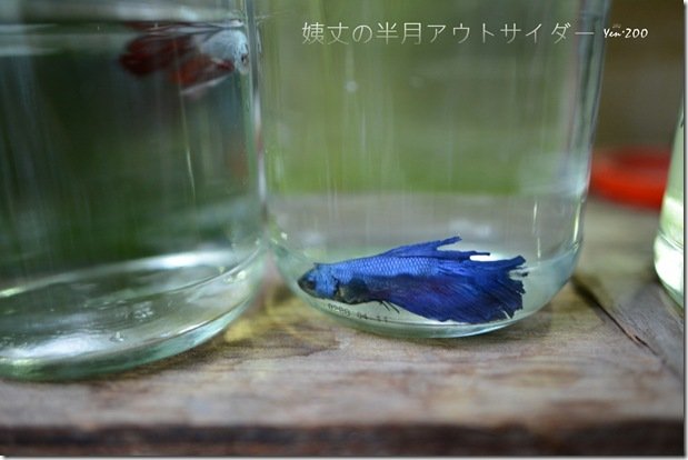z_DSC_5062