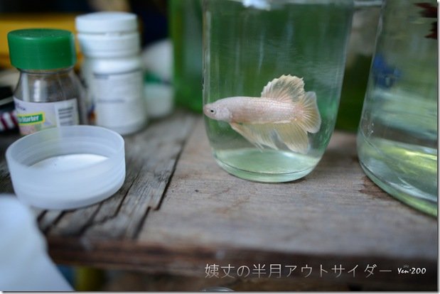 z_DSC_5046