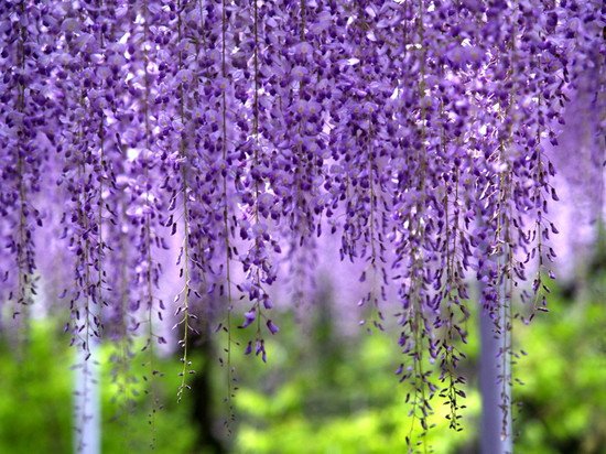 足利花公園fujiupp5078844.jpg