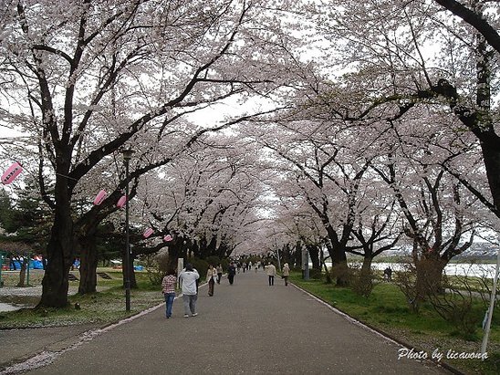 北上展勝地~櫻大路